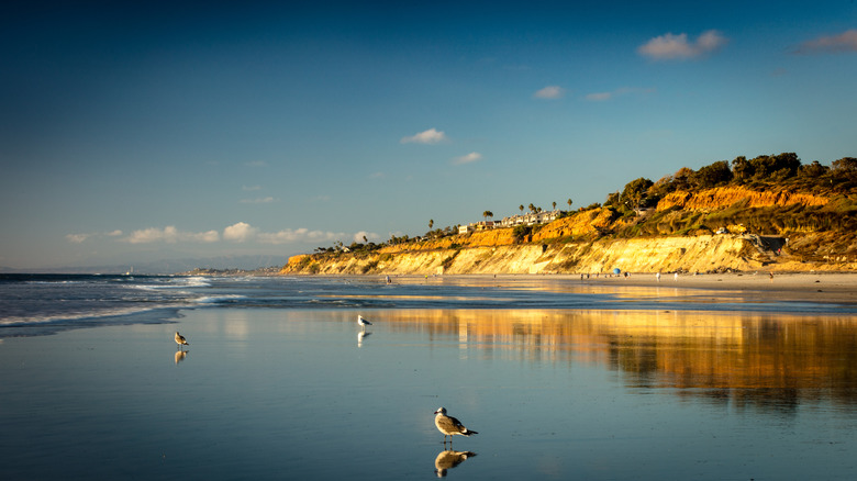 A beach with seagulls and sandbluffs in the background