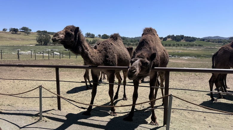 Camels at Oasis Camel Dairy in Ramona, California