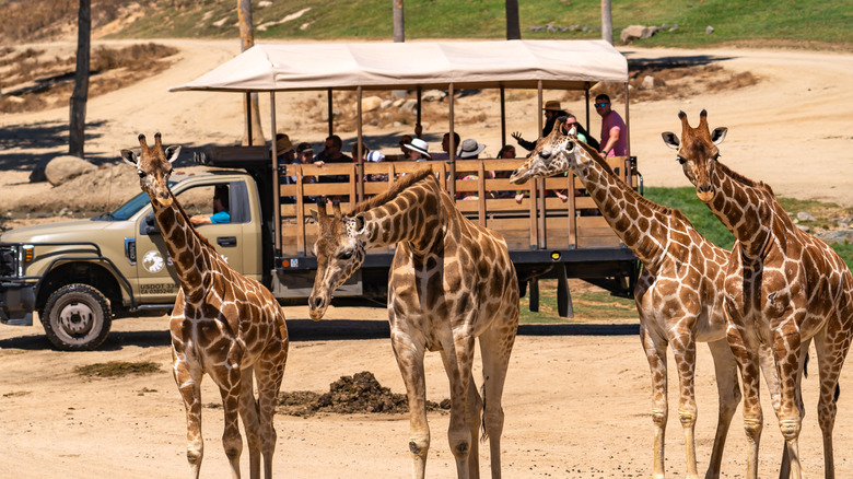Four giraffes huddled together with a safari tour truck in the background