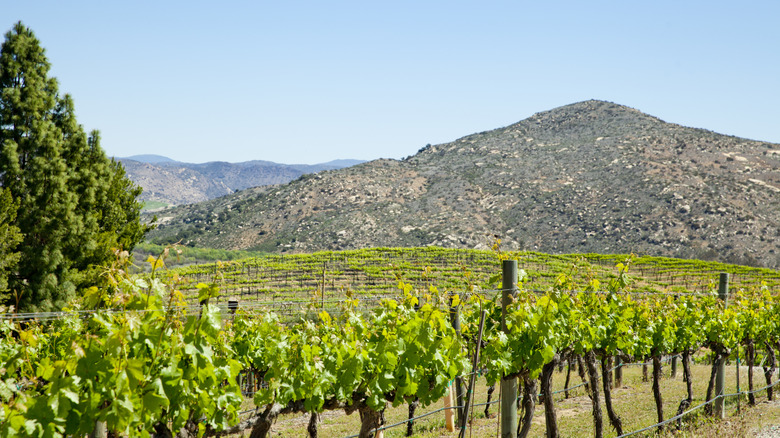 Grape vines with a mountain in the background on a sunny day
