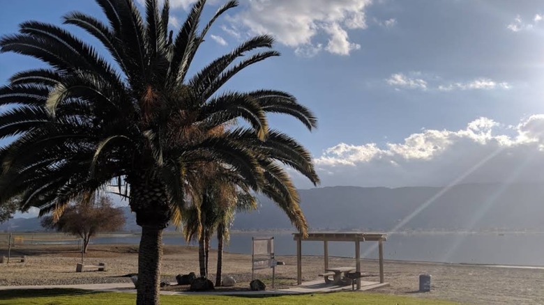 View of the lake from Elm Grove Beach, with a palm tree in the foreground