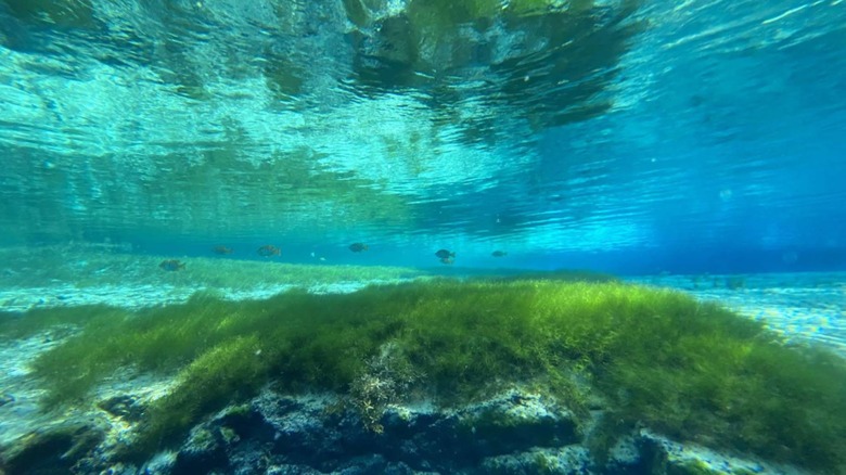 Underwater at Ruth B. Kirby Gilchrist Blue Springs State Park