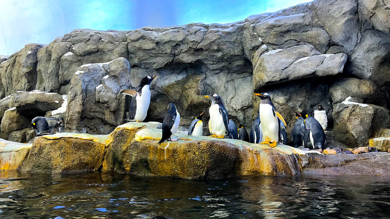 Penguins at the Wilder Institute/Calgary Zoo