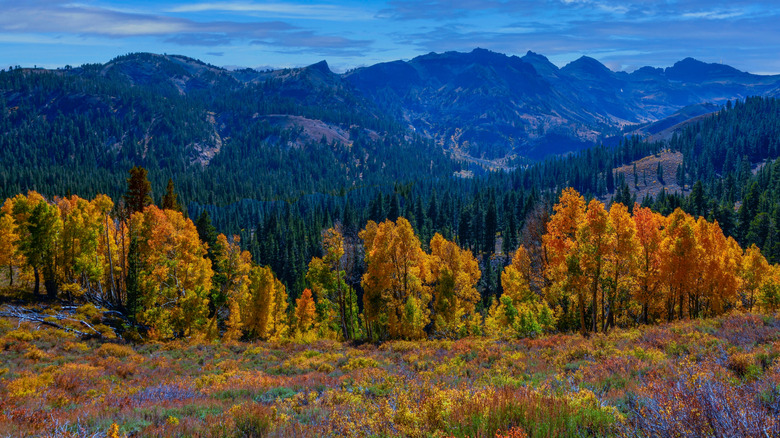 An overlook of a forest in fall colors
