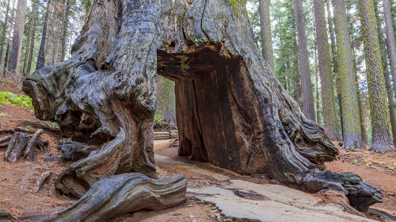 Tunnel from a giant sequoia in Yosemite National Park