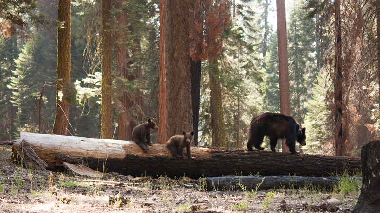 Bears on a log surrounded by trees in Yosemite National Park