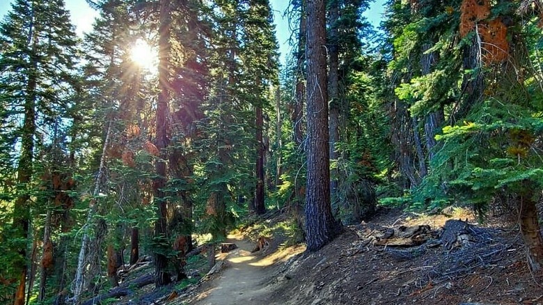 hiking trail on Rancheria Falls Trail