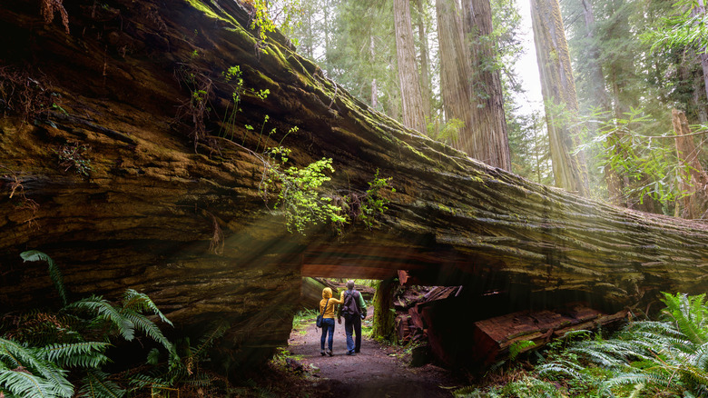 A couple hiking through Redwood National Park