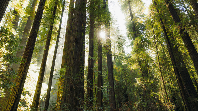 Giant redwood trees in Redwood National Park