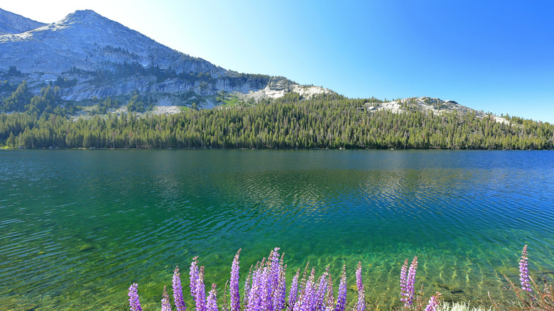 Lake Tenaya view from the shore in Yosemite National Park, California