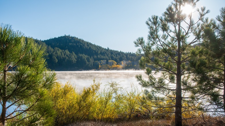 Foliage surrounding Spooner Lake in the Sierra Nevada Mountains