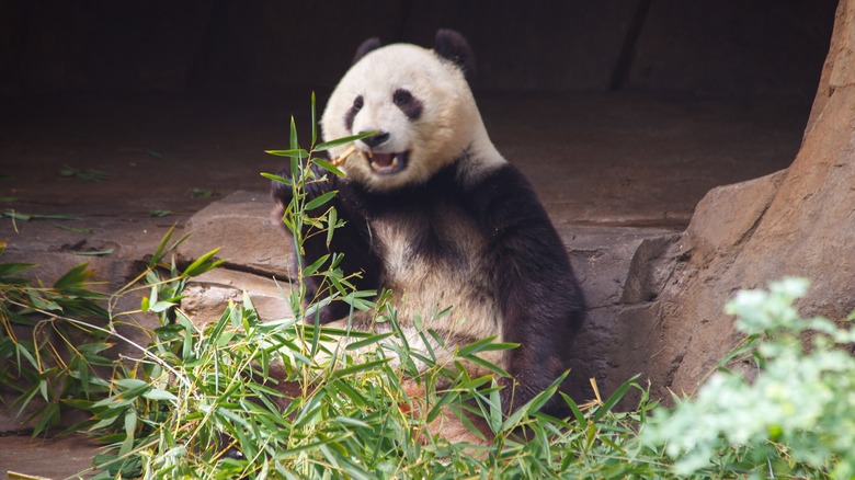 Giant panda bear eating bamboo in San Diego Zoo