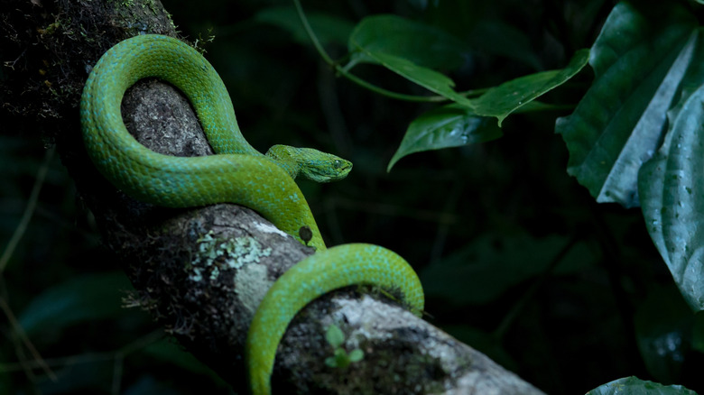 Neon green snake on a tree trunk in the Koh Kong jungle of Cambodia