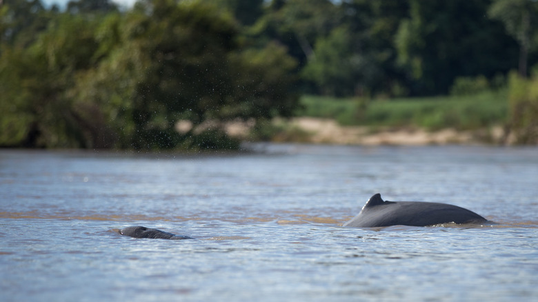 Rare Irrawaddy river dolphins in the Mekong River