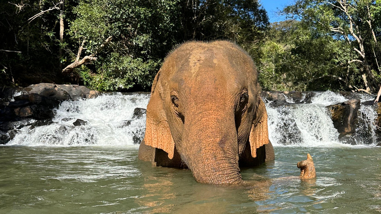 Asian elephant swimming near a waterfall in Mondulkiri