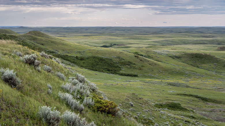 Rolling hills in Grasslands National Park