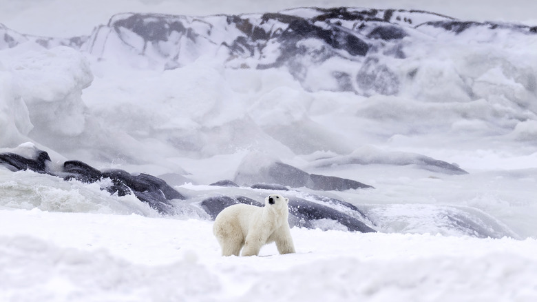 Polar bear in Churchill, Manitoba