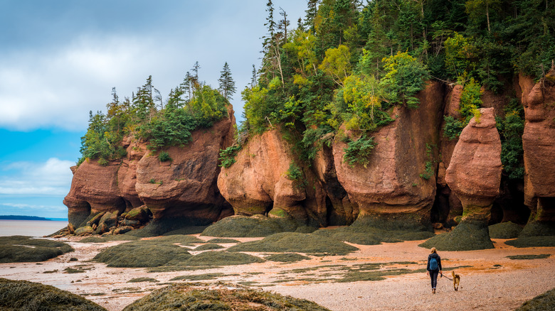 Woman walking her dog at low tide, Hopewell Rocks Provincial Park