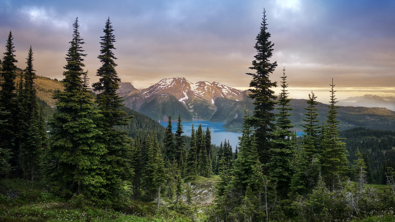 View of a mountain lake between fir trees