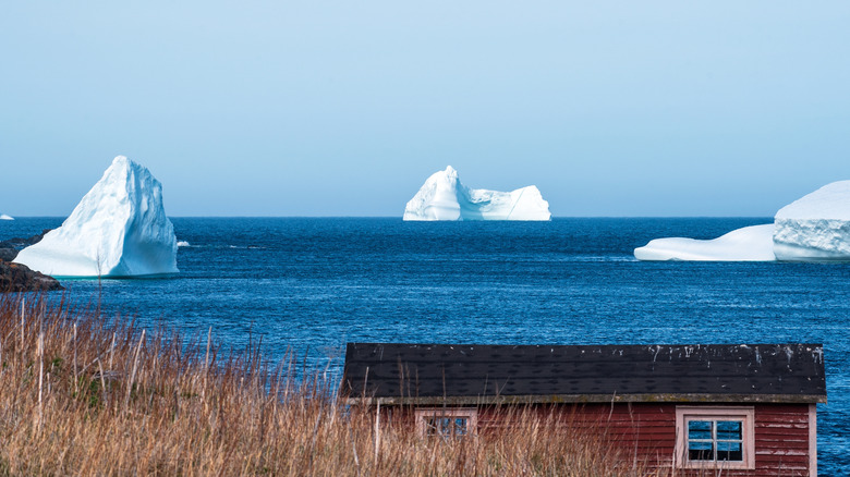 Icebergs seen from the shore in Twillingate