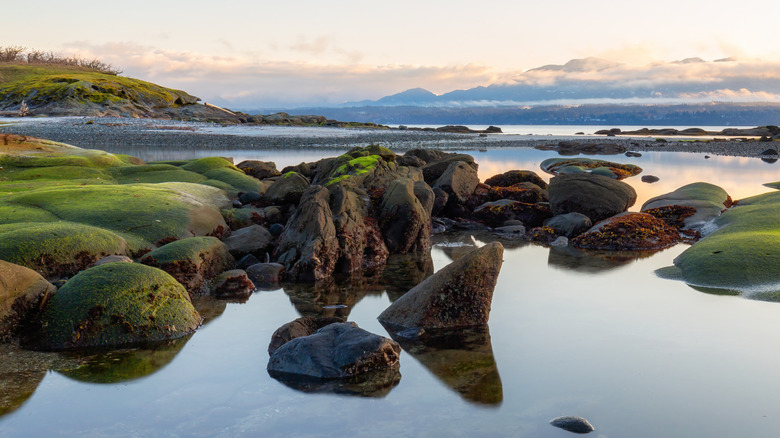 Green mossy rocks on the shoreline of Hornby Island, BC, Canada, at sunset