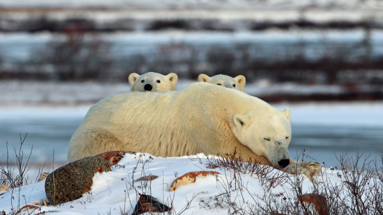 A polar bear family napping outside of Churchill, Manitoba