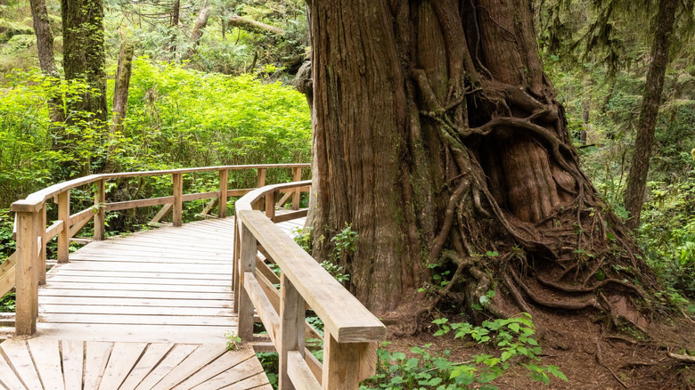 Vancouver Island's Rainforest Trail