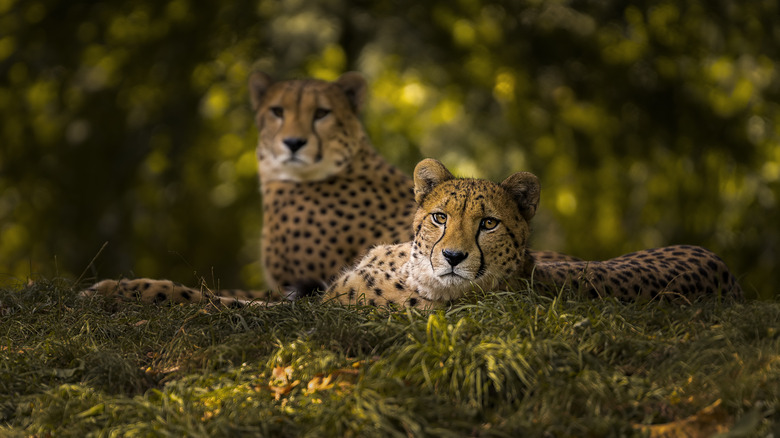 Two cheetahs relaxing at the Cologne Zoo