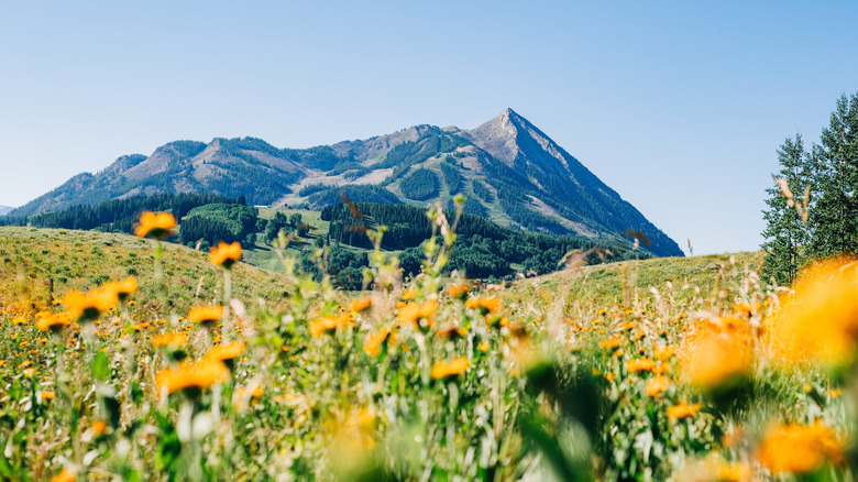 Summer wildflowers in Crested Butte, Colorado