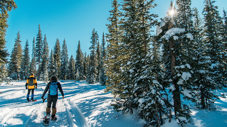 An adult couple snowshoe through the snow in a forest