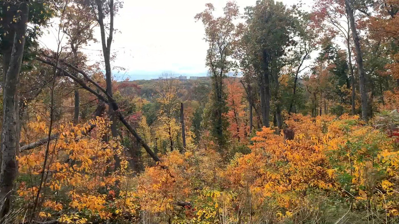 View from the top of the Sleeping Giant Observation Tower at Sleeping Giant State Park in Connecticut