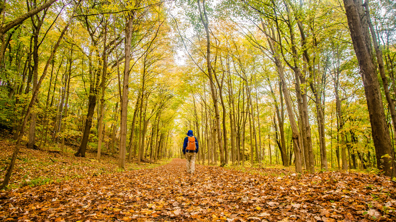 Person walking on a trail covered in orange fall foliage