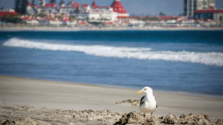 a seagull on the beach with red-roofed resort and waves in the background