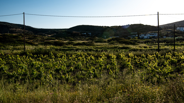 Grapes growing in Miloš Winery vineyards