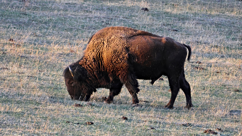 Denver Bison grazing in Genesee Park