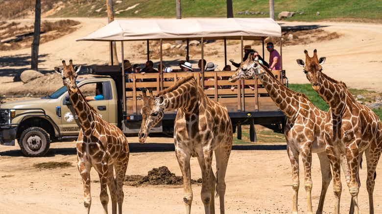Four giraffes huddled together with a safari tour truck in the background