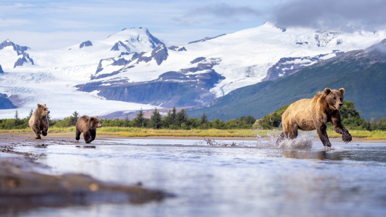 A female brown bear with her cubs at Katmai National Park