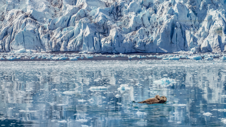 A seat otter mother and pup at Kenai Fjords National Park