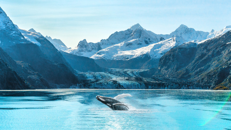 A humpback whale leaping in front of mountains at Glacier Bay National Park