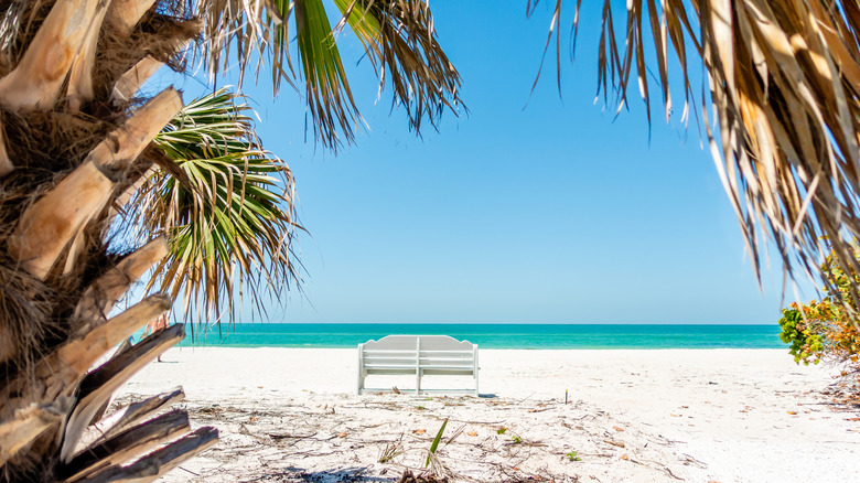 A white bench framed with palms at Anna Maria beach, Florida