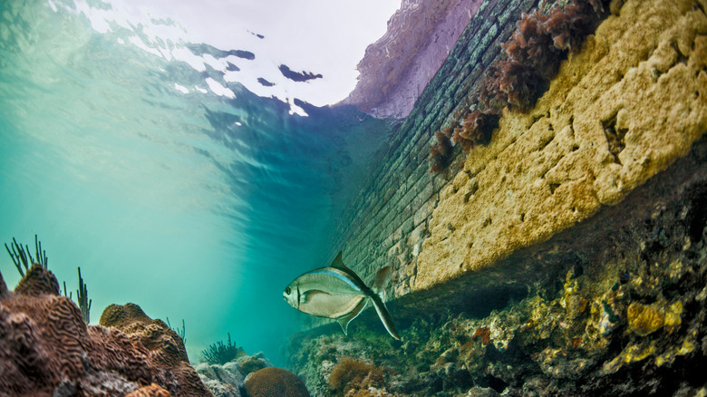 An underwater shot at Dry Tortugas National Park, Florida