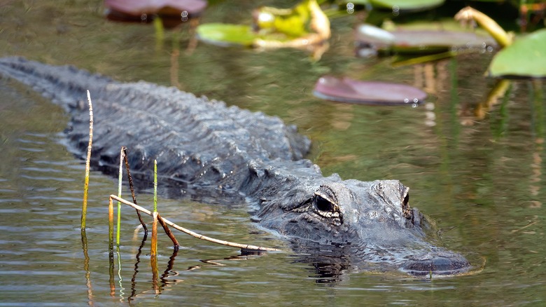 An aligator in the swamps of the Everglades National Park