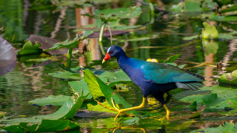 Purple Galinulle at Shark Valley in the Everglades National Park.