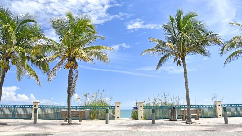 Palm trees next to the beach at Vero Beach, Florida