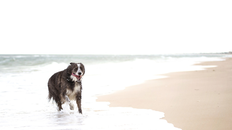 A dog runs on the beach on St. George Island, Florida