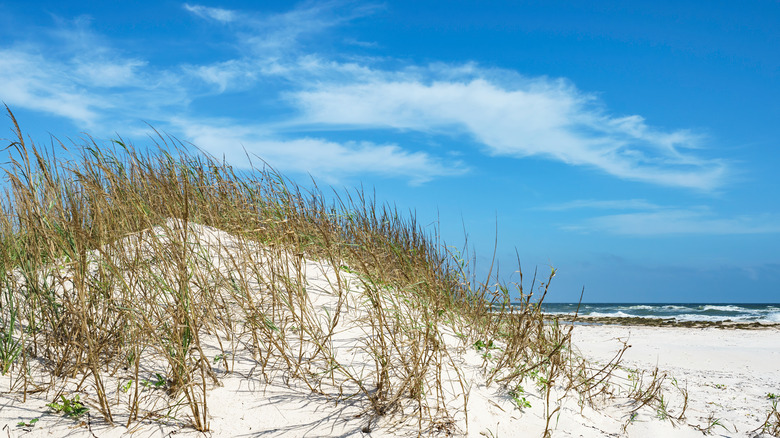 A sand dune at Dr. Julian G. Bruce St. George Island State Park