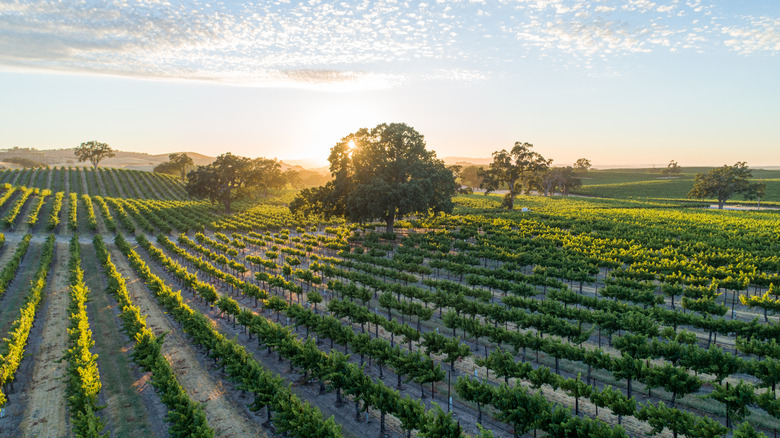 Sun rising over lush vineyards in Paso Robles with a tree in the center.