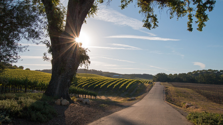 A paved road alongside a hilly vineyard with sunshine behind a tree