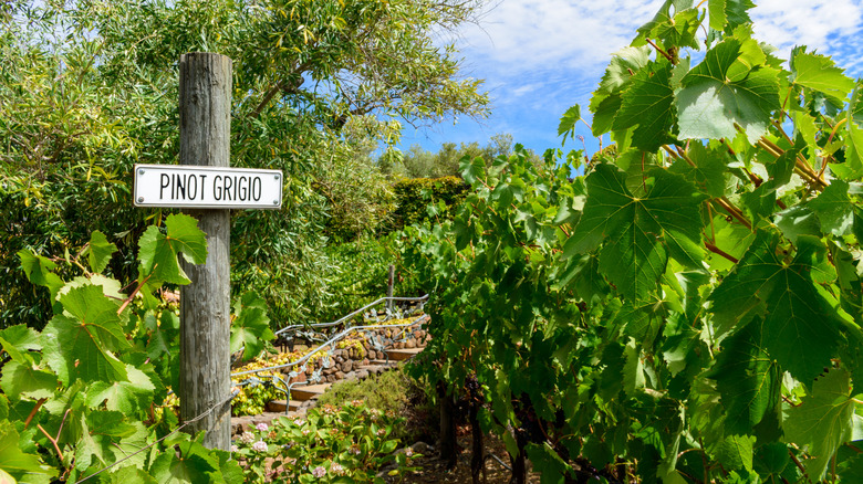 A sign reading "pinot grigio" in a vineyard with trees and greenery