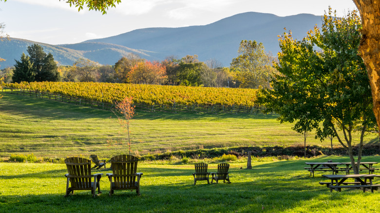 Rows of vines in the Shenandoah Valley